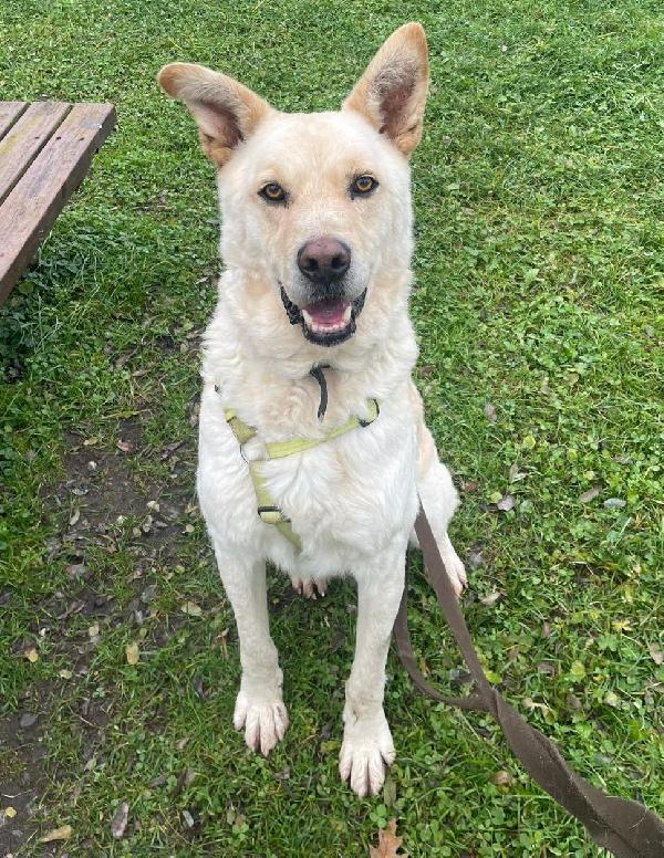 Rocky, cagnolone bianco, taglia media! Foto 8